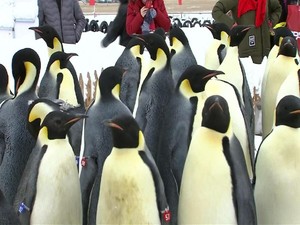 Tinja Penguin Menimbulkan Gas Tertawa
