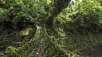 Akar pohon ini dieratkan dengan tongkat sampai tumbuh dengan panjang. Setelah dirasa cukup panjang, akar pohon ini rajut sampai mencapai seberang sungai. (Neelima Vallangi/BBC)