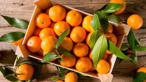tips memilih jeruk mandarin tips memilih jeruk mandarin