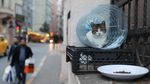 Foto: Istanbul, Kota Kucing Liar