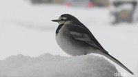 Burung Tit Jepang alias Tit Oriental (Parus minor) yang sendirian bertahan di tengah salju (Fitraya/detikTravel)