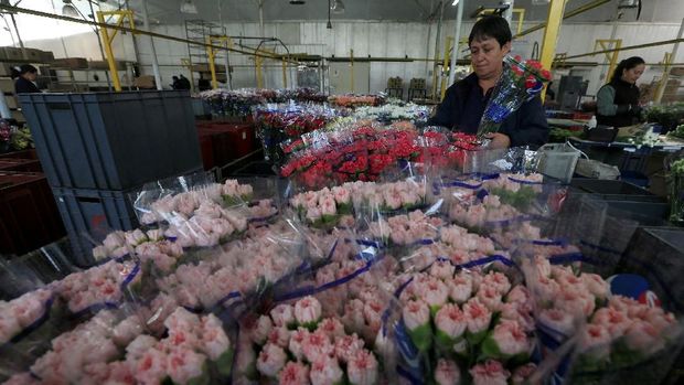 Karyawan mengatur karangan bunga untuk diekspor ke luar negeri, menjelang Hari Valentine, di Discovery Farm di Facatativa, Kolombia 8 Februari 2018. REUTERS / Jaime Saldarriaga