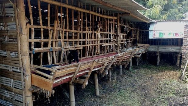 Peternakan kambing sebagai modus pabrik miras