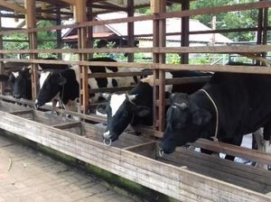 Kuntum Farmfield, Tempat Wisata Back To Nature Bareng Keluarga
