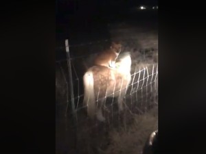 Viral! Seekor Anjing Terciduk Tunggangi Kuda Poni Bermata Satu