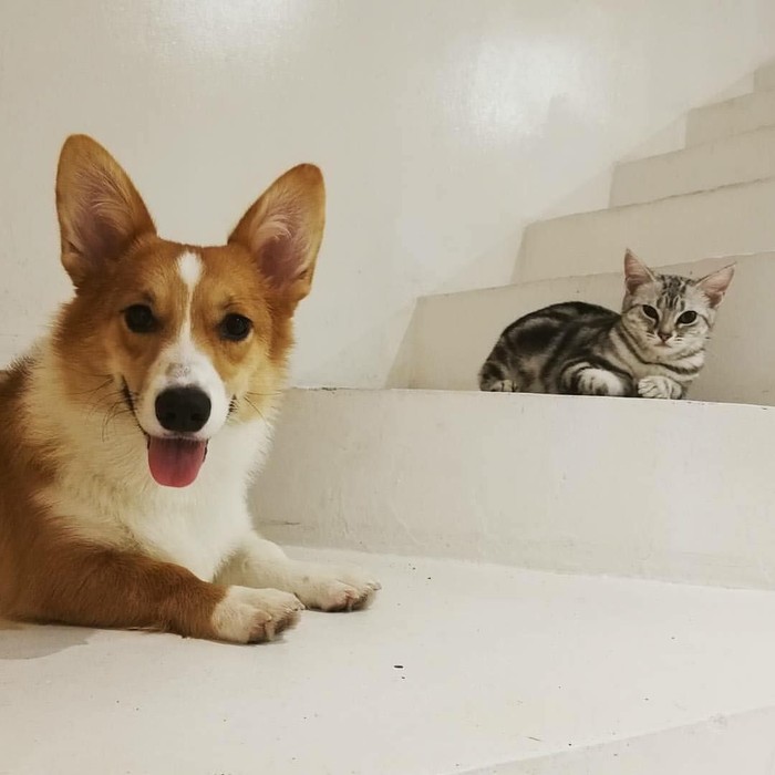 Ini Keseruan Ngopi Sambil Bermain Bersama Hewan Hewan Lucu Foto 2