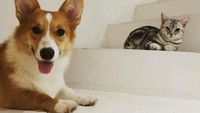 Anjing dan kucing di kafe ini juga sangat ramah dan bisa main bersama. Foto: Istimewa