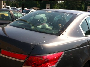 Jangan Suka Parkir Mobil di Bawah Pohon Rindang!