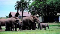 Gorah Elephant Camp berada di Taman Nasional Gajah di Afrika Selatan, yang memungkinkan akses wisatawan ke semua tempat wisata di taman terutama taman gajah. Per malamnya untuk kemping bersama gajah ini pengunjung harus membayar US$D 938 atau sekitar Rp 12 juta, tapi kebayang engga sih ketika bangun, kalian akan ada di tengah populasi gajah terbesar di dunia, berani? (Istimewa).