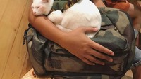 Nama kucing berwarna ini Candy, ia pun terlihat sedang tidur pulas di pangkuan pengunjung. Imutnya! Foto: Istimewa