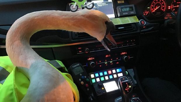 Repotnya Polisi Ini Saat Kejar 'Sam' Si Angsa di Jalanan