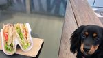 Gemes! Ini Ekspresi Lucu Minnie, Anjing yang Jadi Foodie di Sydney