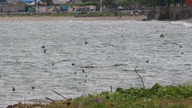 Buaya Berkalung Ban Kerap Muncul di Sungai dan Teluk Palu 