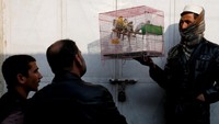 Memelihara burung membantu masyarakat keluar dari tekanan kehidupan di ibukota Afghanistan. (Mohammad Ismail/Reuters)
