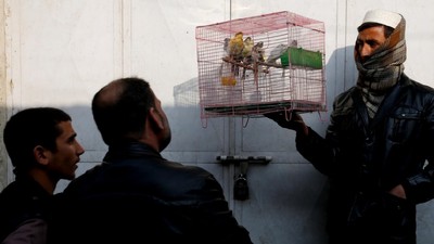 Foto: Cara Rekreasi di Afghanistan, Main Burung di Pasar