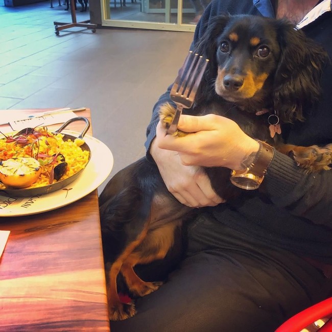 Aksi Menggemaskan Minnie si Anjing Foodies dan Serunya Makan di Kafe Minions di Singapura