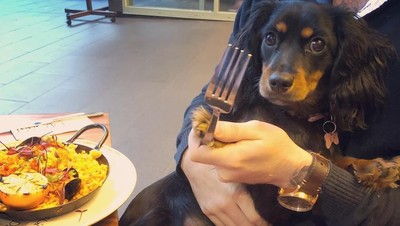 Gemes! Ini Ekspresi Lucu Minnie, Anjing yang Jadi Foodie di Sydney