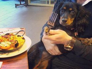 Aksi Menggemaskan Minnie si Anjing Foodies dan Serunya Makan di Kafe Minions di Singapura
