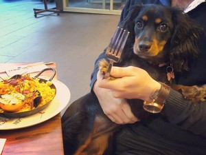 Aksi Menggemaskan Minnie si Anjing Foodies dan Serunya Makan di Kafe Minions di Singapura