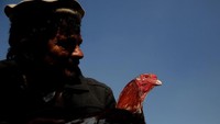 Ayam aduan terbaik berasal dari Afghanistan utara. Ayam yang paling mahal bisa menang taruhan hingga 1 juta Afghanis atau 14.000 USD atau sekitar Rp 190,5 juta. (Mohammad Ismail/Reuters)