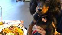 Duduk seperti manusia, siap mencoba paella terbaik di Sydney, tulis akun Instagram itu. Minnie udah kayak foodie yang andal, ya! Foto: Instagram @minniethefoodiepup