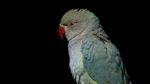 Foto: Cara Rekreasi di Afghanistan, Main Burung di Pasar