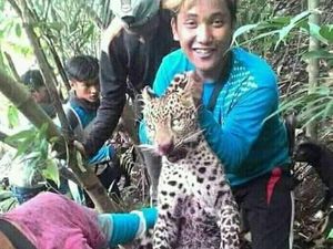 BKSDA Jabar Masih Investigasi Pelaku Perburuan Macan Tutul