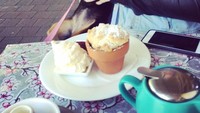 Lihat wajah Minnie yang sadar kamera ini menggemaskan, ya! Anjing jenis Dashalier memang punya mata yang indah. Foto: Instagram @minniethefoodiepup