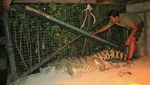 Kojek Buaya Gendut: 21 Tahun Dirawat di Rumah, Kini di Taman Safari