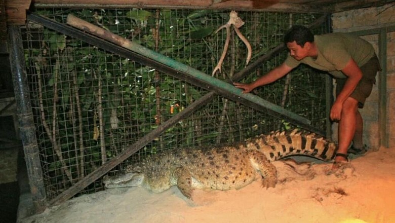 Di Taman Safari Kojek Buaya Gendut Lepas Rindu Dengan