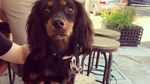Gemes! Ini Ekspresi Lucu Minnie, Anjing yang Jadi Foodie di Sydney