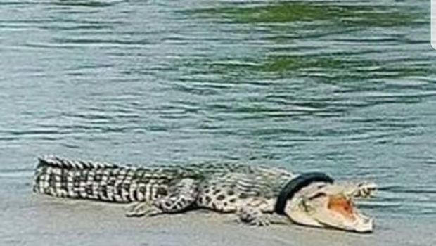 Buaya berkalung ban di Palu Sulteng