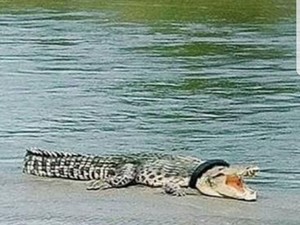 Sederet Upaya untuk Lepas Ban di Leher Buaya di Palu