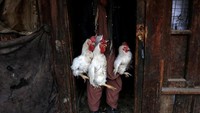 Beberapa suka dengan adu ayam, ada yang suka dengan ayam hutan dan sisanya suka burung jenis lain. Ini adalah hal yang biasa di Afghanistan. (Mohammad Ismail/Reuters)