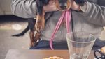 Gemes! Ini Ekspresi Lucu Minnie, Anjing yang Jadi Foodie di Sydney