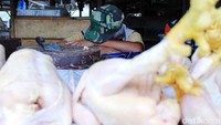 Meski harga telah normal, namun pembeli ayam potong tetap sepi.