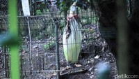 Pantauan detikcom, Selasa (13/2/2018) bunga itu tumbuh di lokasi taman kelinci yang berada di Tahura.