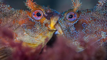 Juara kategori Britsh Waters Macro diraih Henley Spiers dari Inggris. Foto: Underwater Photography of The Year