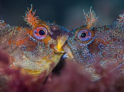 Karya Mengagumkan Jawara Kontes Foto Underwater 2018