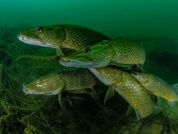 Karya Mengagumkan Jawara Kontes Foto Underwater 2018