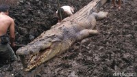 13 Februari 2018. Buaya yang meresahkan warga Desa Sebangau Besar, Kalimantan Tengah, berhasil dijerat dalam keadaan tewas. Panjangnya lebih dari 5 meter. (dok BKSDA Kalteng)