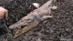 Penampakan Buaya 1 Ton Pemangsa Manusia yang Mati Dijerat Warga Penampakan Buaya 1 Ton Pemangsa Manusia yang Mati Dijerat Warga