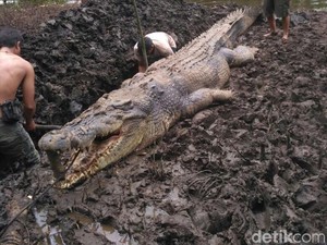 Buaya Terkam Warga di Kalteng yang Bikin Takut hingga Sulit Ditangkap