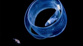 Juara kedua kategori Macro diraih Songda Cai dari China. Foto: Underwater Photography of The Year