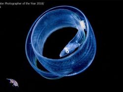 Karya Mengagumkan Jawara Kontes Foto Underwater 2018