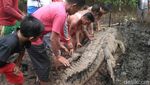 Penampakan Buaya 1 Ton Pemangsa Manusia yang Mati Dijerat Warga Penampakan Buaya 1 Ton Pemangsa Manusia yang Mati Dijerat Warga