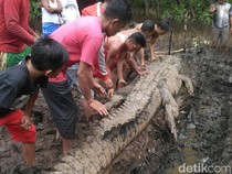 Ramai-ramai Warga Sebangau Besar Tangkap Buaya 5 Meter Pemangsa Manusia