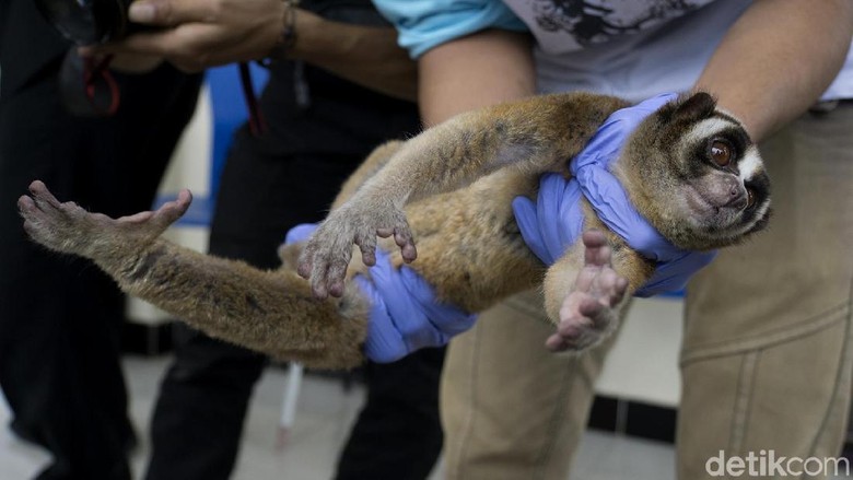 Kukang Jawa Dan Lutung Disita Dari Pasar Di Cilacap Foto 3