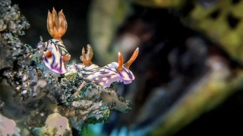 Up & Coming Underwater Photography of The Year diraih Man MD dari Malaysia. Foto: Underwater Photography of The Year
