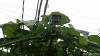 CCTV inilah yang merekam tindakan biadab dan kekerasan seksual yang dilakukan pelaku kepada korban